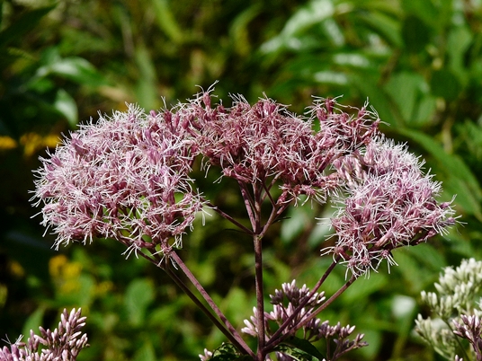 {Eutrochium fistulosum}